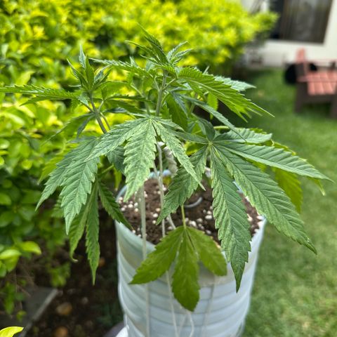 LA MACHOTA growlog timeline photo