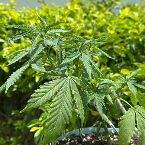 LA MACHOTA growlog timeline photo