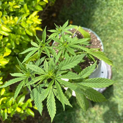LA MACHOTA growlog timeline photo