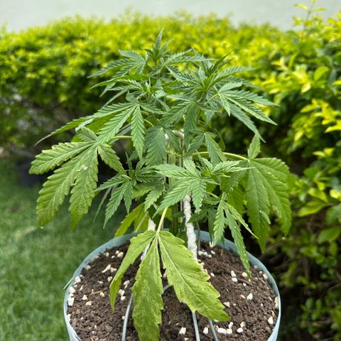 LA MACHOTA growlog timeline photo
