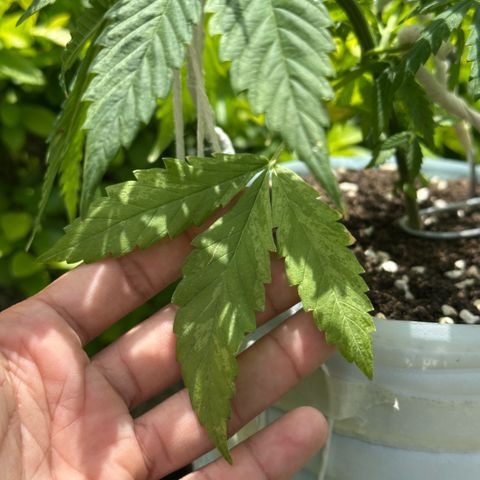 LA MACHOTA growlog timeline photo