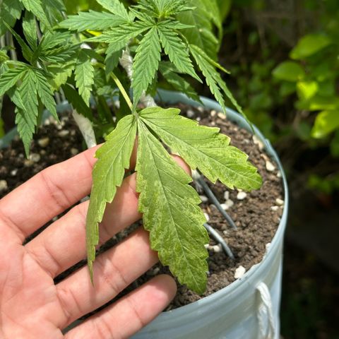 LA MACHOTA growlog timeline photo