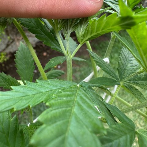 LA MACHOTA growlog timeline photo