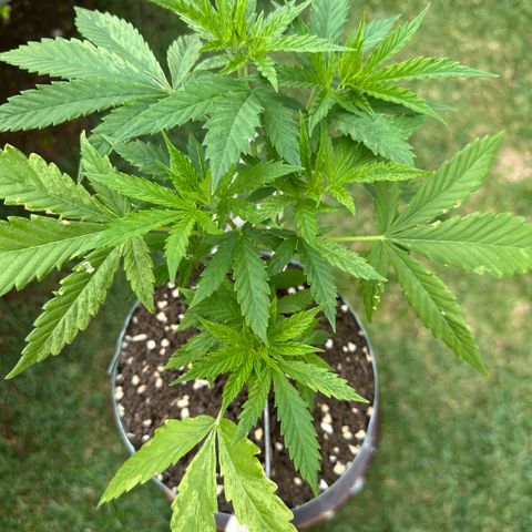 LA MACHOTA growlog timeline photo