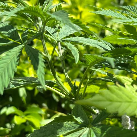 LA MACHOTA growlog timeline photo