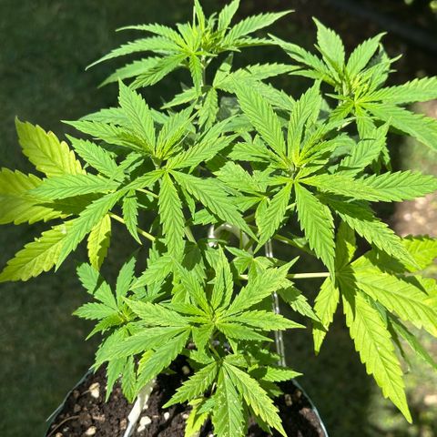 LA MACHOTA growlog timeline photo