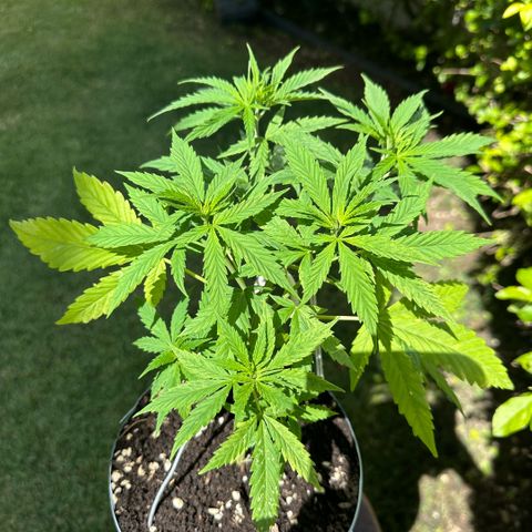 LA MACHOTA growlog timeline photo