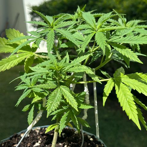 LA MACHOTA growlog timeline photo