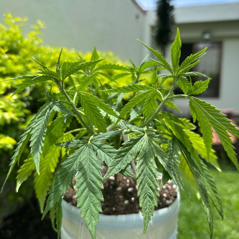 LA MACHOTA growlog timeline photo