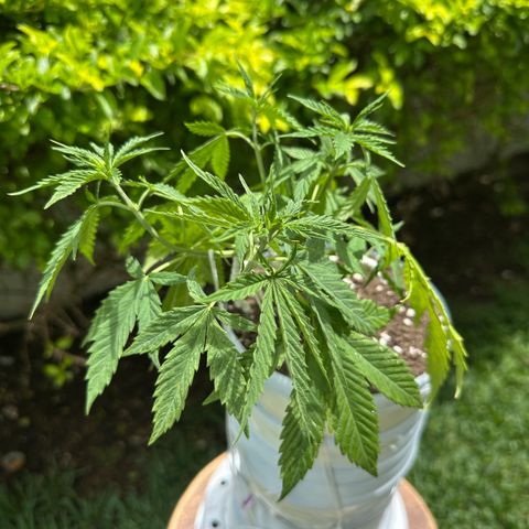 LA MACHOTA growlog timeline photo