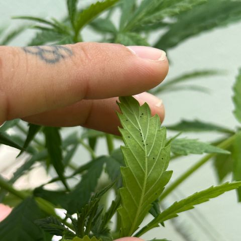 LA MACHOTA growlog timeline photo