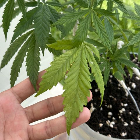 LA MACHOTA growlog timeline photo