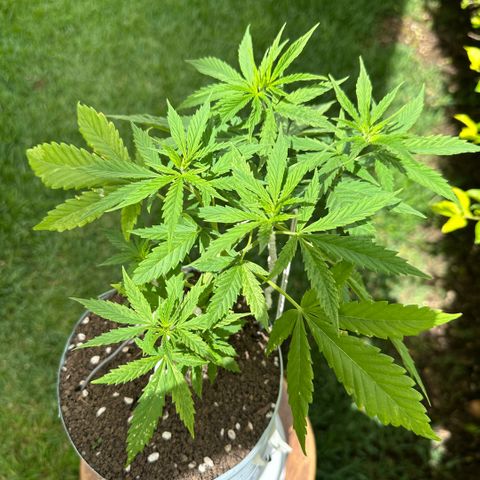 LA MACHOTA growlog timeline photo