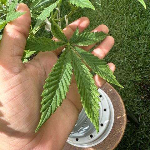 LA MACHOTA growlog timeline photo