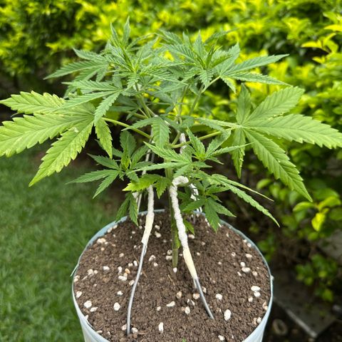 LA MACHOTA growlog timeline photo