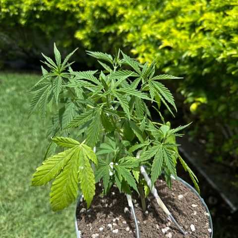 LA MACHOTA growlog timeline photo
