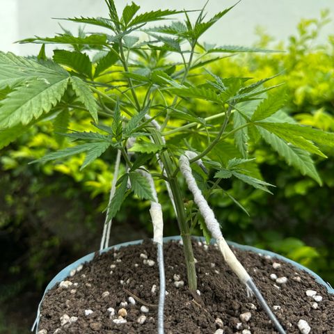 LA MACHOTA growlog timeline photo