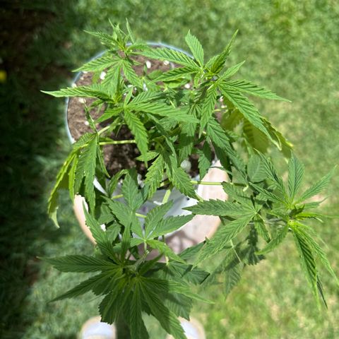 LA MACHOTA growlog timeline photo
