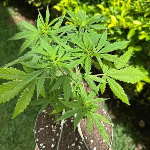LA MACHOTA growlog timeline photo