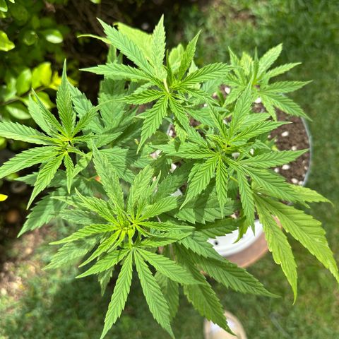 LA MACHOTA growlog timeline photo
