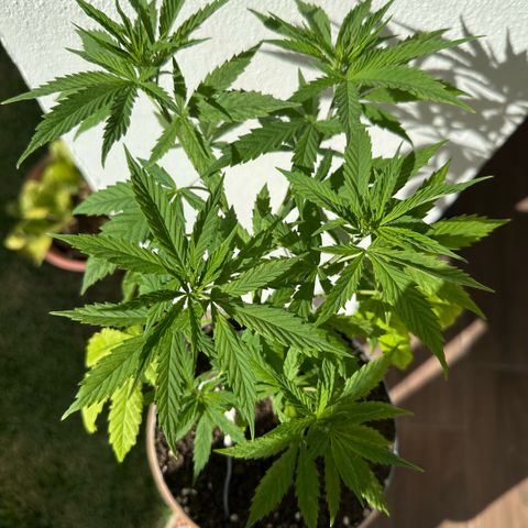 LA MACHOTA growlog timeline photo