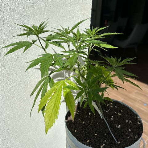 LA MACHOTA growlog timeline photo