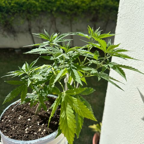 LA MACHOTA growlog timeline photo