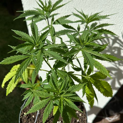 LA MACHOTA growlog timeline photo