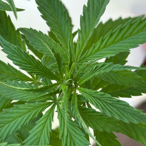 LA MACHOTA growlog timeline photo
