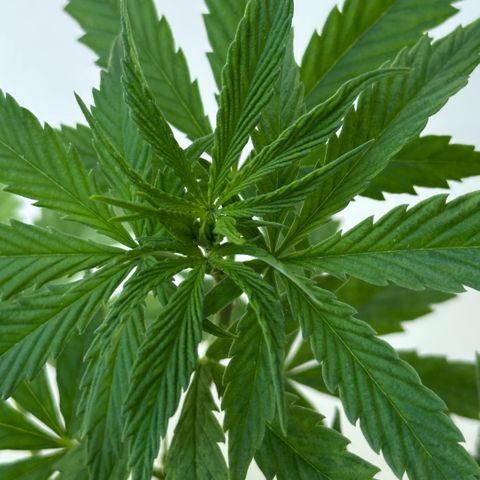 LA MACHOTA growlog timeline photo