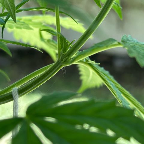 LA MACHOTA growlog timeline photo