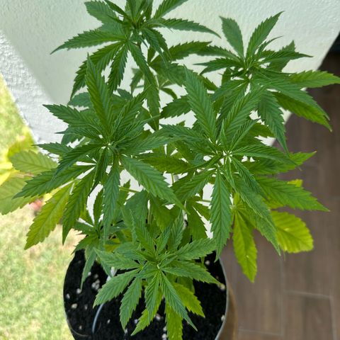 LA MACHOTA growlog timeline photo