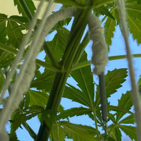 LA MACHOTA growlog timeline photo