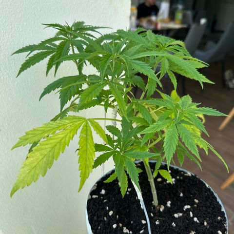 LA MACHOTA growlog timeline photo