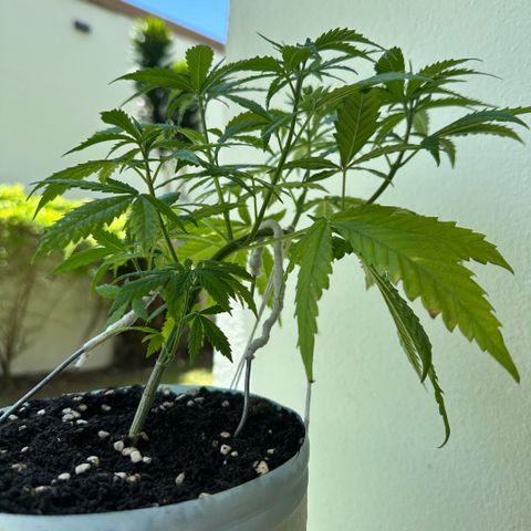 LA MACHOTA growlog timeline photo