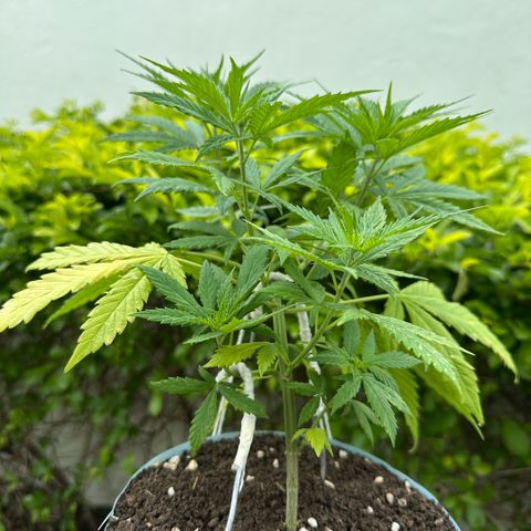 LA MACHOTA growlog timeline photo