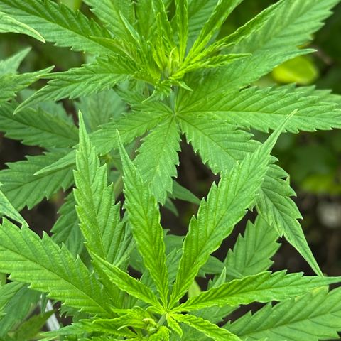 LA MACHOTA growlog timeline photo