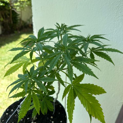 LA MACHOTA growlog timeline photo