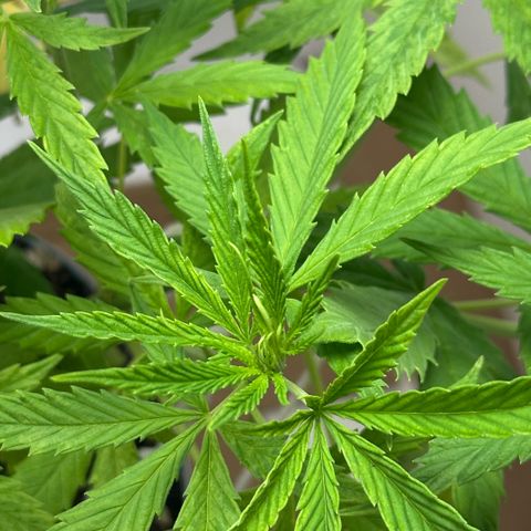 LA MACHOTA growlog timeline photo