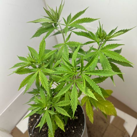 LA MACHOTA growlog timeline photo