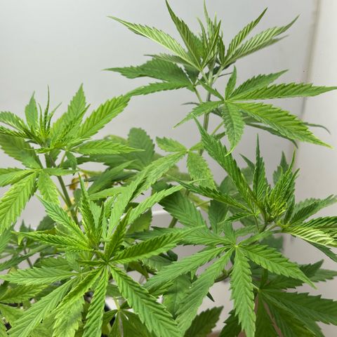 LA MACHOTA growlog timeline photo