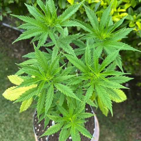 LA MACHOTA growlog timeline photo