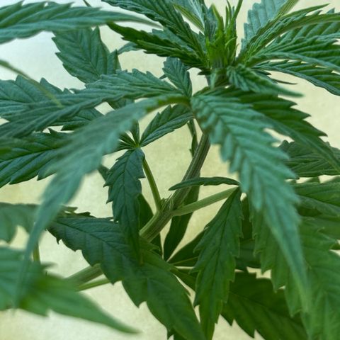 LA MACHOTA growlog timeline photo