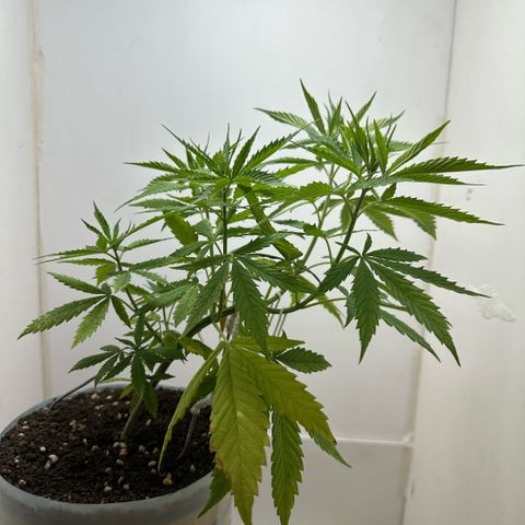 LA MACHOTA growlog timeline photo