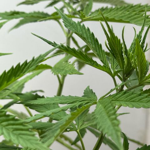 LA MACHOTA growlog timeline photo