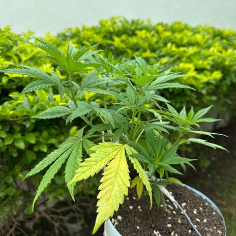 LA MACHOTA growlog timeline photo