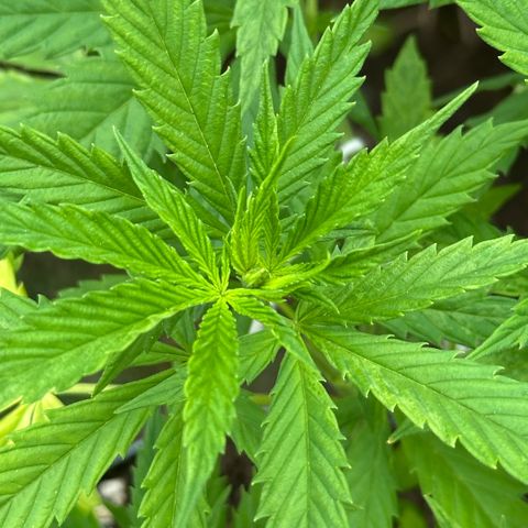 LA MACHOTA growlog timeline photo