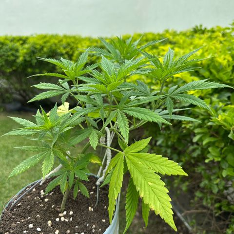 LA MACHOTA growlog timeline photo