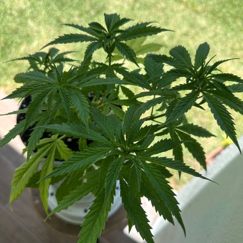 LA MACHOTA growlog timeline photo