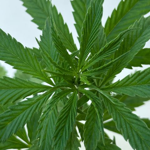 LA MACHOTA growlog timeline photo